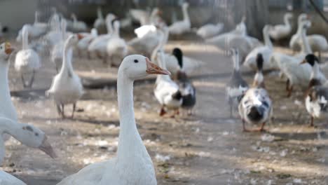 gansos domésticos blancos en el recinto de la granja. camara lenta