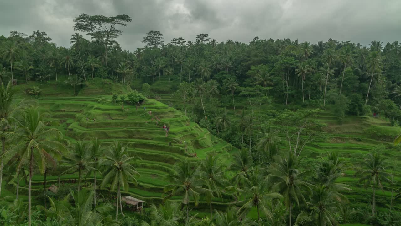 Stunning Rice Terraces in Bali