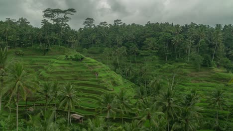 stunning rice terraces in bali