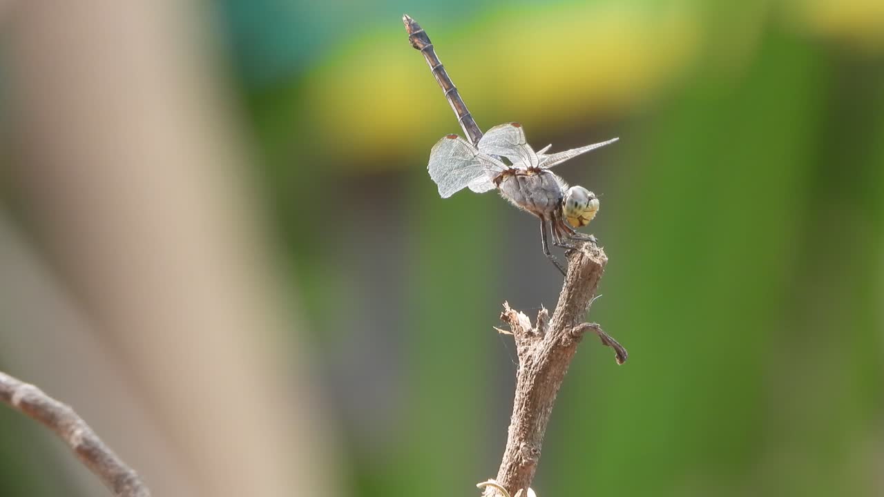 la libélula se relaja en las alas del palo