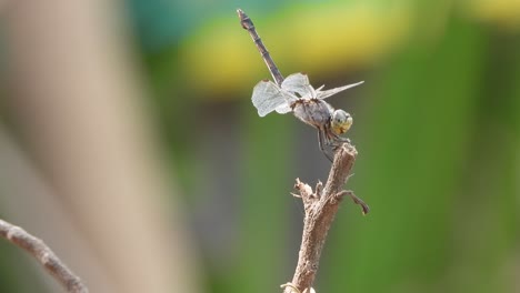 la libélula se relaja en las alas del palo