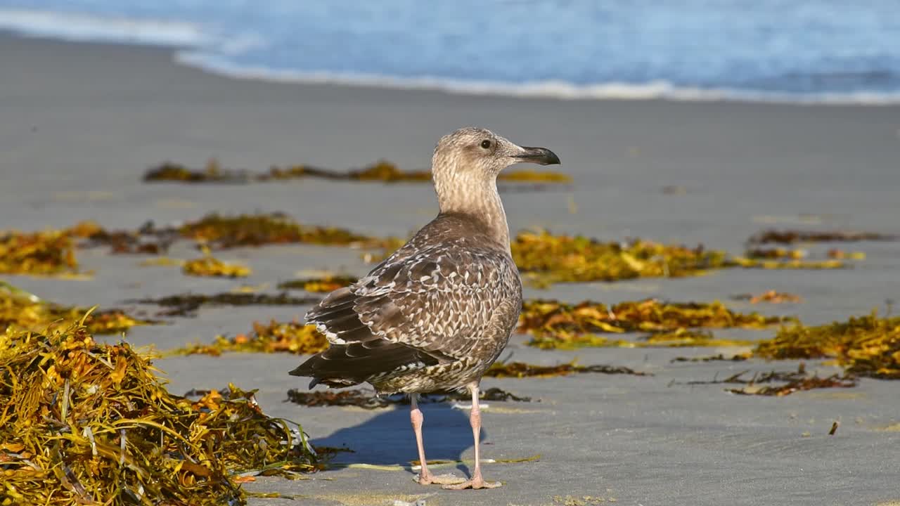 Brown gull looking around on the beach among green herbs and flowing water