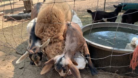 adorables animales de granja boxeando entre sí para comer gránulos del suelo