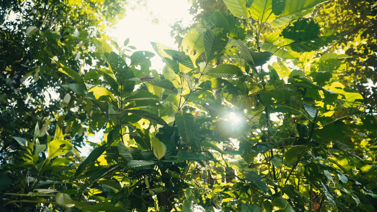 Lush Green Trees and Sunlight