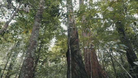 looking up at the trunks of giant rainforest trees to the canopy - low angle shot