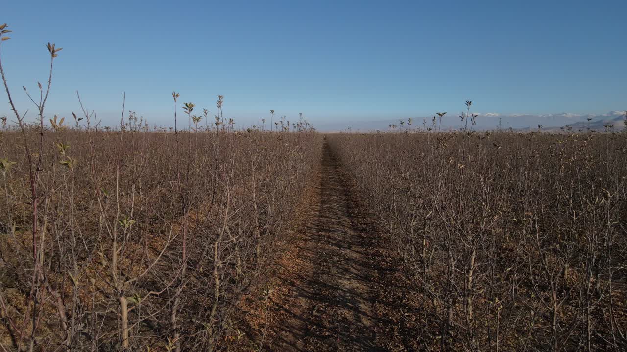 가을의 사과 과수원