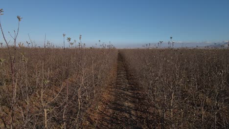huerto de manzanas en otoño