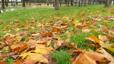 close up of autumn leaves on green grass in park