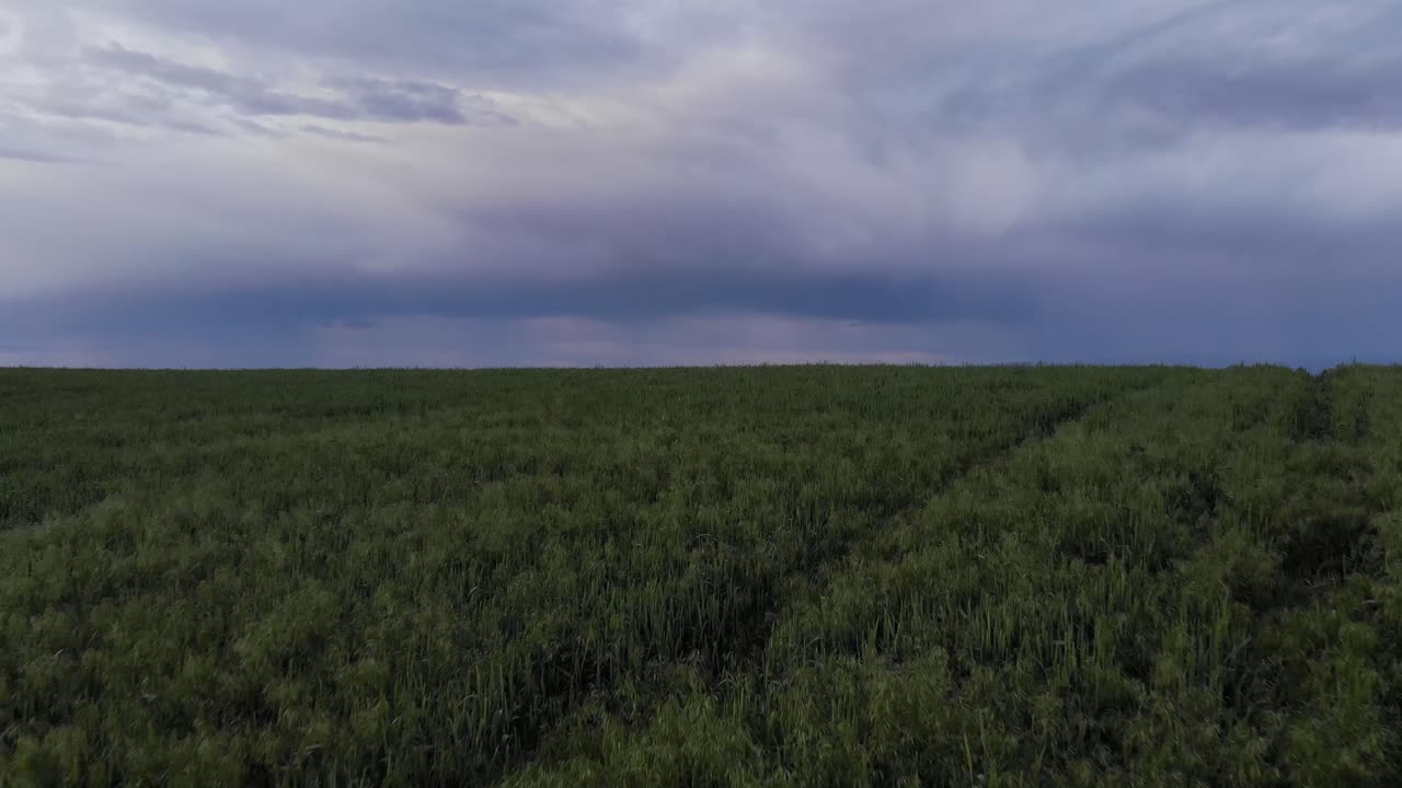 녹색 밀밭 동부 워싱턴