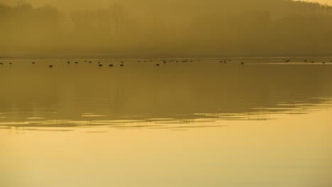 Vögel,-Die-Sich-Während-Eines-Gelben,-Nebligen-Sonnenuntergangs-Auf-Einem-Ruhigen-See-Ausruhen