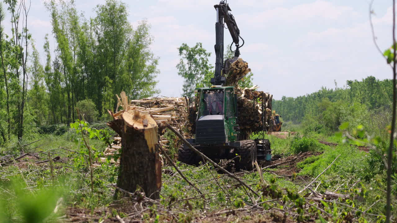Industrial logging machine collects harvested trees for commercial timber supply