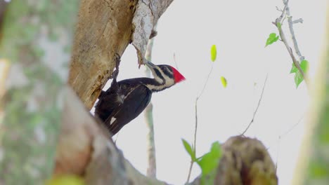 pileated woodpecker peacking at tree and calling