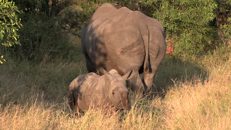 Ein-Breitmaulnashorn-Grast-Mit-Seinem-Kalb-Im-Hohen-Gras-An-Einem-Sonnigen-Tag-Im-Greater-Kruger-Nationalpark-In-Südafrika