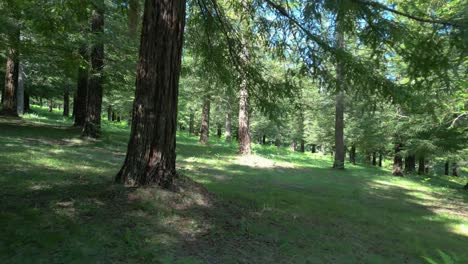 Forest-Trail-Through-Redwood-Trees-At-Bosque-de-Colon---Sequoias-Poio-In-Pontevedra,-Spain