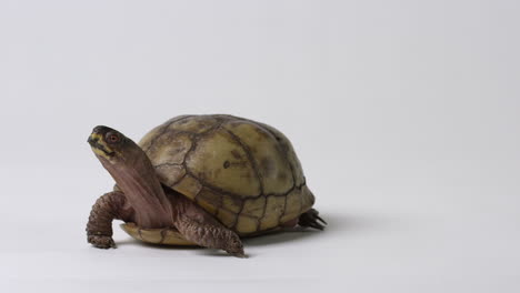 la tortuga de caja común parpadea el ojo - aislado en un fondo blanco