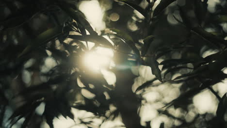 A-tree-branch-and-leaves-filmed-in-close-up-in-4x-slow-motion