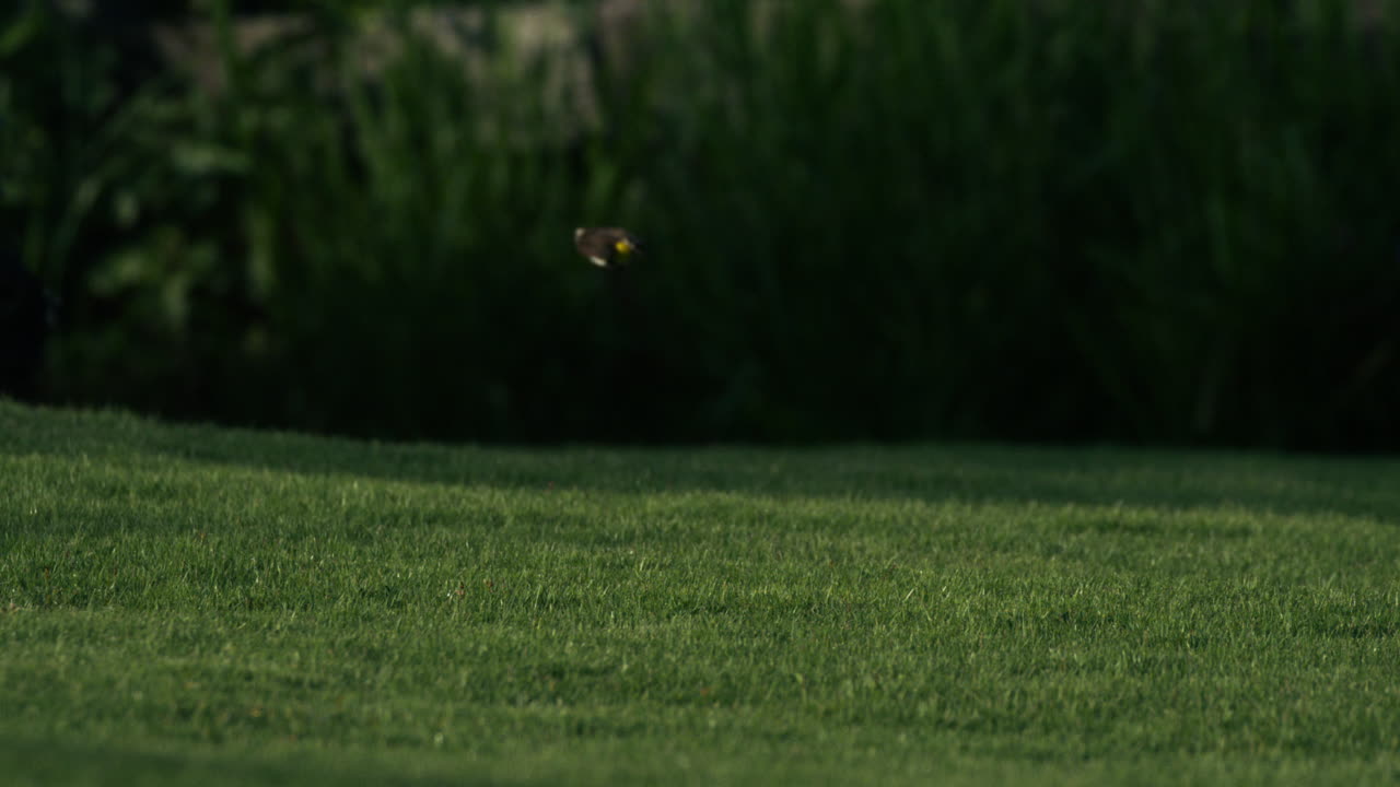 Small bird takes off in slow motion from grassy field with trees in soft natural light
