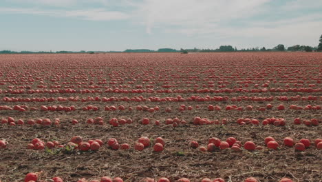 4k-Giant-Pumpkin-Patch---Drohnenflug-Dolly-Im-Ausleger-Nach-Oben