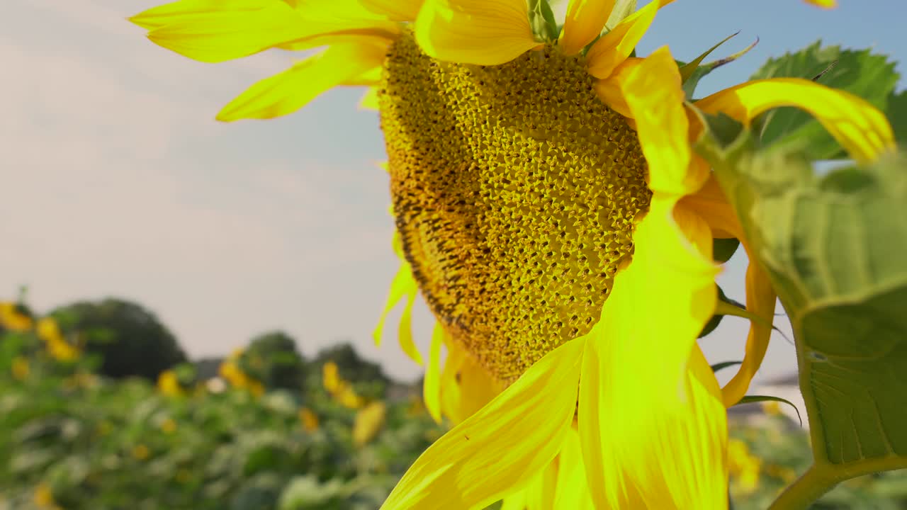 Abeja recolectando polen de girasol en el campo. Campo de girasoles. Girasol meciéndose con el viento