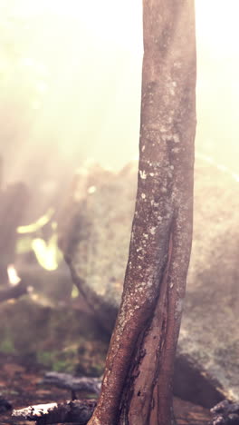 close up of tree trunk in the forest