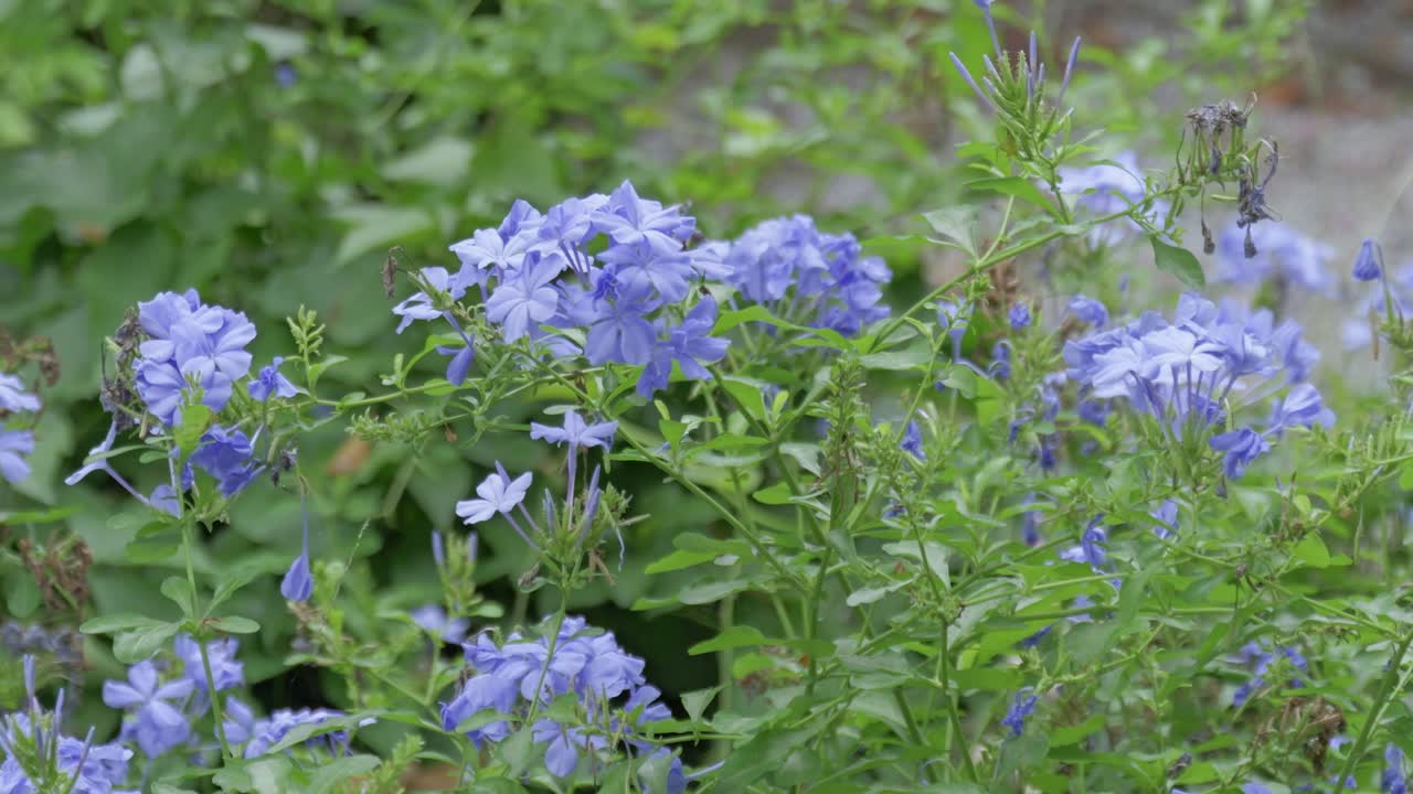 Blooming blue phlox flowers a lush garden nature close-up vibrant spring environment