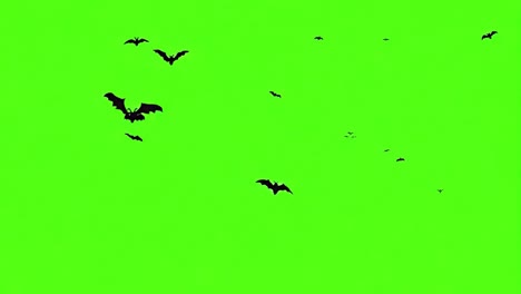 bats flying in front of a green screen