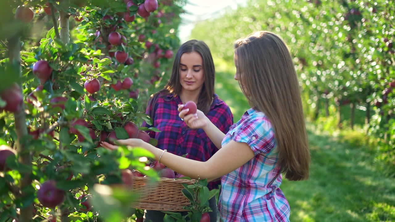 Two Women Harvesting Apples in a Sunny Orchard