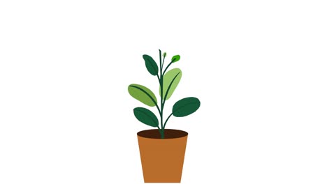 plant with 8 leaves grows and germinates in terracotta pot on white background