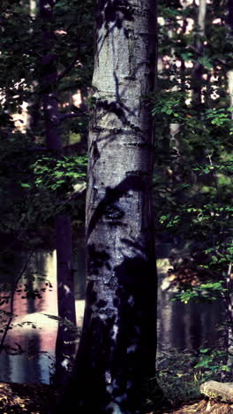 exploring the enchanting forest by the tranquil river at twilight