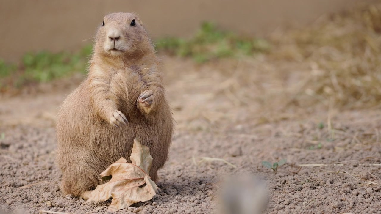 Alert Prairie Dog Standing Upright on Sandy Ground