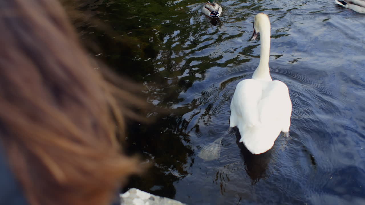 Swan approaches brown hair woman sitting by the canal side, feet kick under water