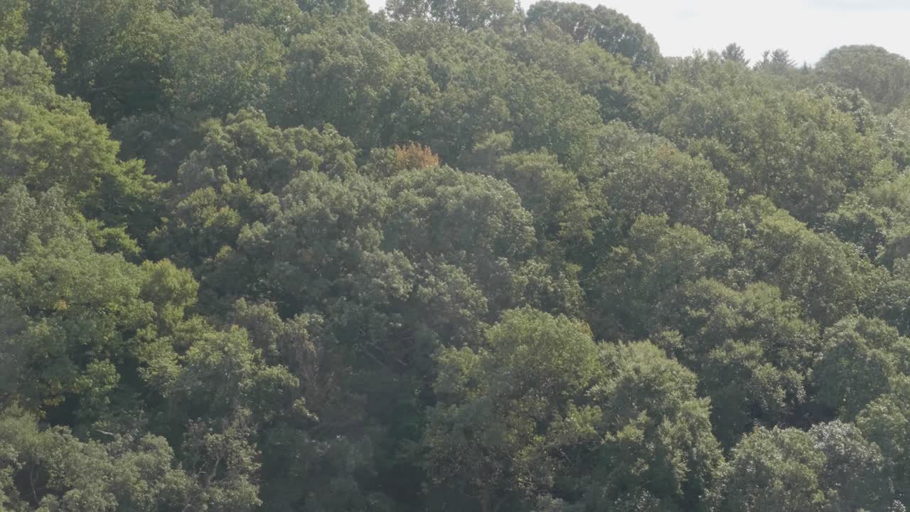 위사이콘 크릭의 바람에 흔들리는 나무들