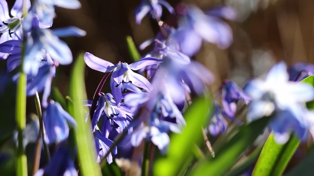 Squill (Scilla) blooms: symbol of spring and the awakening of nature.