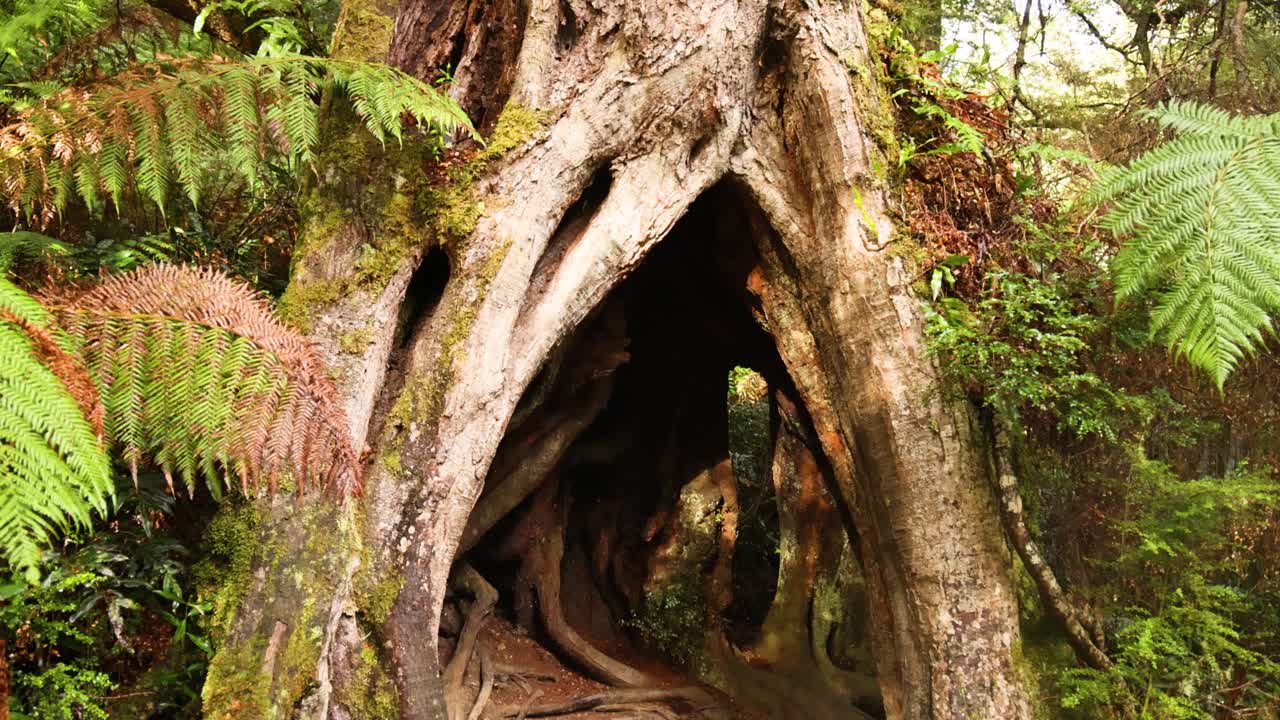 viaje a través de un árbol hueco en el exuberante bosque tropical