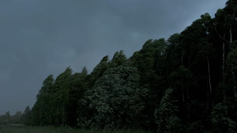 noche ventosa antes de la tormenta en el bosque