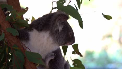 profile shot of a cute dazing koala, phascolarctos cinereus with fluffy fur, daydreaming and staring at the distance on the tree, australian native wildlife species, close up