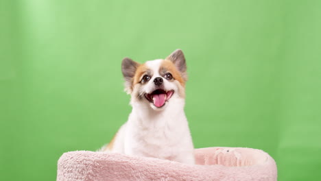perro de color blanco y cervatillo en miniatura en primer plano, con un aspecto divertido y animado mientras descansa sobre una alfombra rosa hecha de tela contra un fondo verde