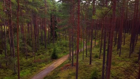 Bosque-De-Pinos-Silvestres-Con-Musgo-Verde-Y-Brezo-Debajo-De-Los-árboles,-Tiro-Aéreo-Moviéndose-Entre-Los-árboles-Hasta-Las-Copas-De-Los-árboles,-Día-Soleado-De-Otoño,-Rayos-Solares-Y-Sombras,-Tiro-De-Drones-Ascendentes-De-Gran-Angular