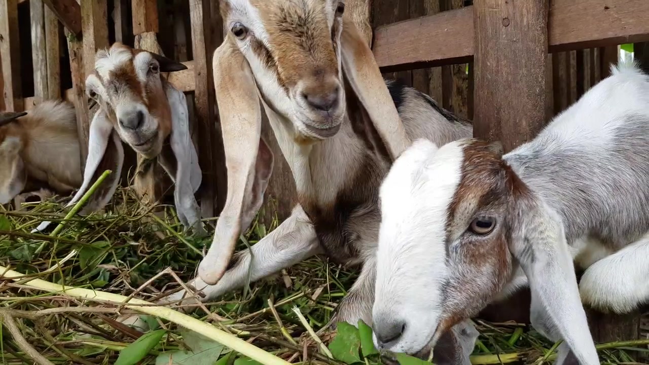 Diverse capre nel recinto mangiano erba. Processo di ingrasso naturale senza mangime aggiuntivo. Il processo richiede più tempo ma risparmia risorse
