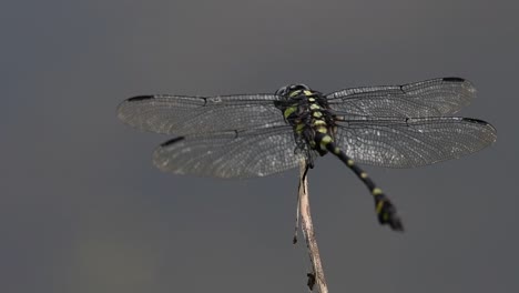 the common flangetail dragonfly is commonly seen in thailand and asia