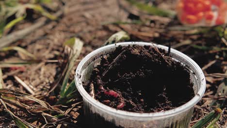 bait-earthworm-is-in-the-jar-the-fisherman-takes-the-bait