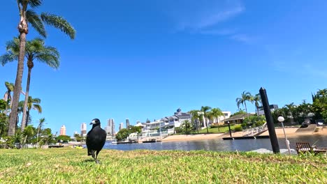 a magpie walks through a sunny park