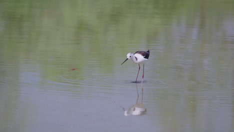 Zancudo-De-Alas-Negras,-Ave-Zancuda-De-Patas-Muy-Largas-De-La-Familia-Recurvirostridae-De-La-Avoceta-Y-Zancos-En-Un-Pantano