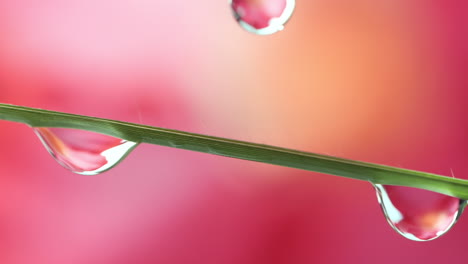 water droplet dew drop drips on grass in slow motion pink background