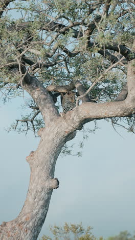 leopard in a tree