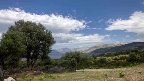 olive-tree-in-greece