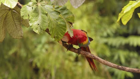 close-up of a scarlet macaw stretching its wings on a tree branch, surrounded by the lush amazon rainforest.