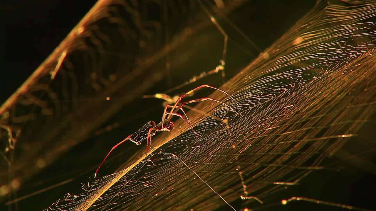 imágenes cinematográficas de una araña sentada en su red con luz amarilla en el fondo