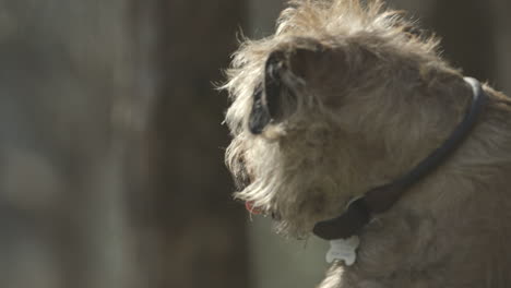 a border terriers face in close up