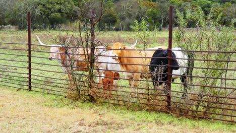 Texas-Longhorns-Und-Kalb-Im-Gehege,-Das-über-Den-Zaun-Schaut